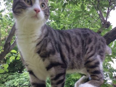 Camillo