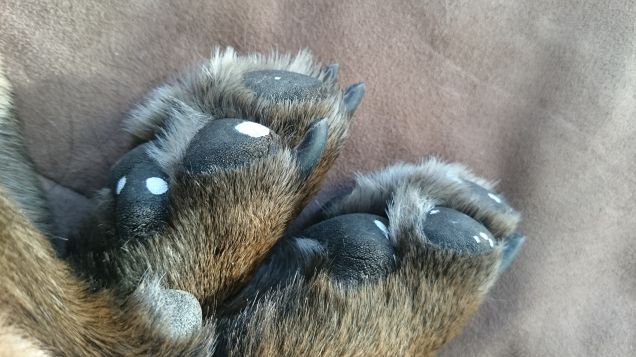 Imbiancare la cuccia...  una vera faticaccia