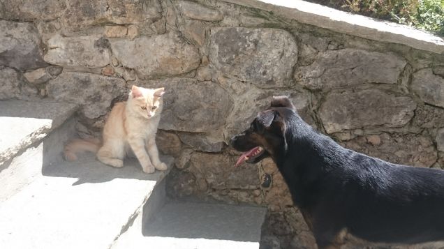 Ma che strano animale sei?