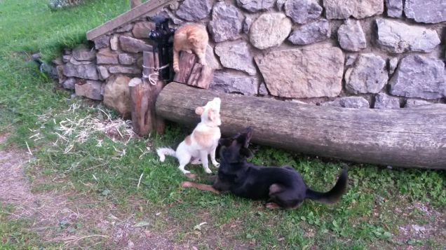 Giocate è la mia passione!