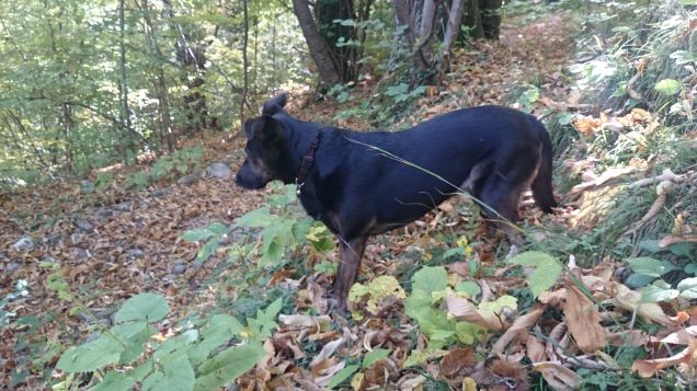 Passeggiare nel bosco è la mia passione! 
