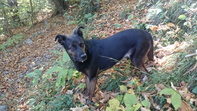 Mi sembra di aver sentito un rumore