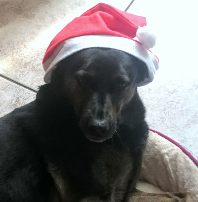 Buone feste amici miei!