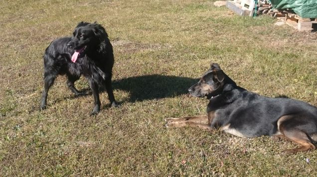 Nuovo compagno di giochi?!