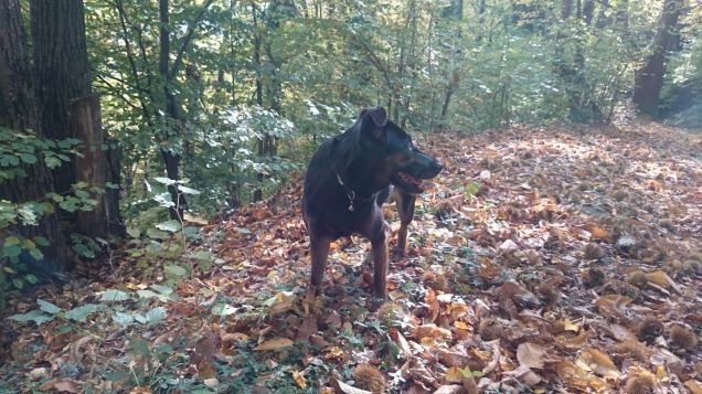 Passeggiata nel bosco 