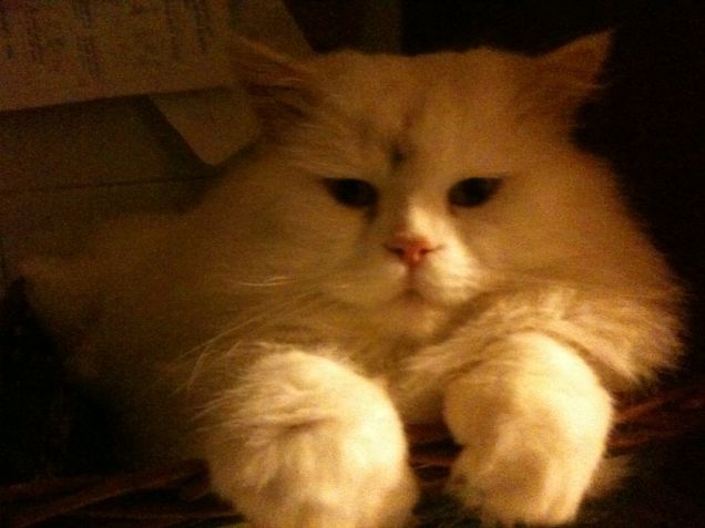 il mio  regno per  una coccola