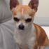 Chihuahua Mojito disponibile per monte