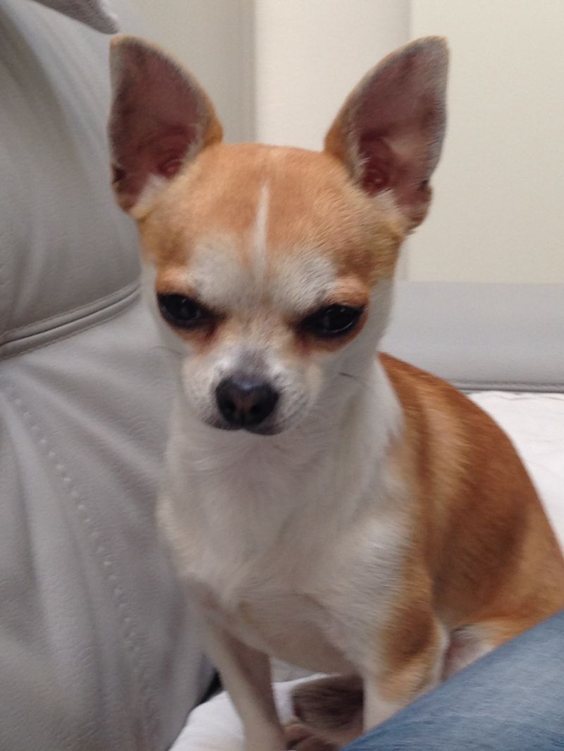Chihuahua Mojito disponibile per monte