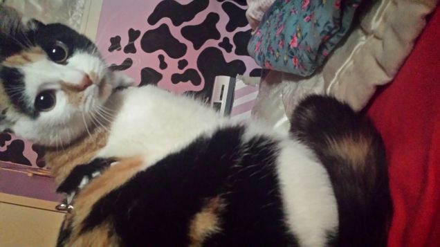 Buongiorno a tutti da Chloe 