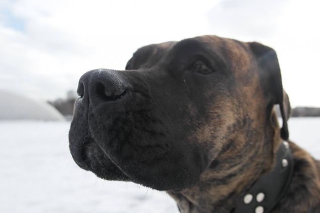 Zeus alla scoperta del mondo..