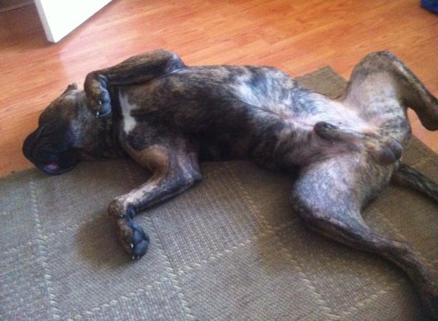 Zeus alla scoperta del mondo2