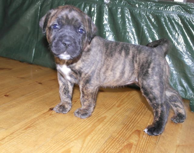 Zeus alla scoperta del mondo..