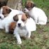 Vendo cucciolo di Jack Russel Terrier