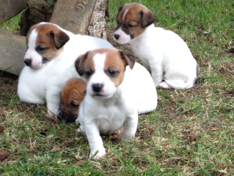 Vendo cucciolo di Jack Russel Terrier