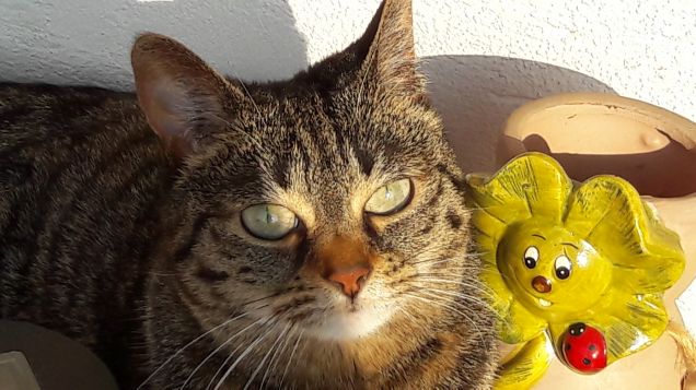 Musa pronta per l'estate!!