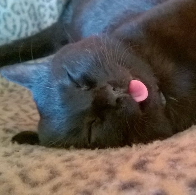 Dormi dormi bello mio