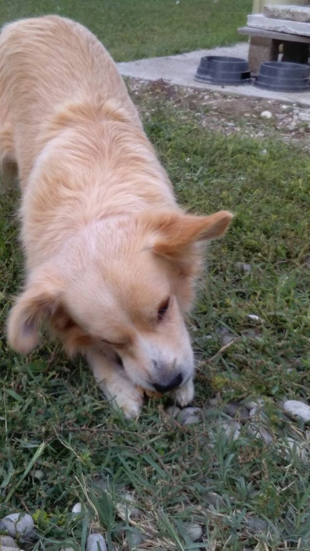 Dentalife piace anche a Cocco