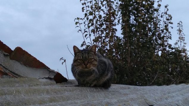 Scrutare l'orizzonte 