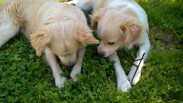 Cocco e Rocky