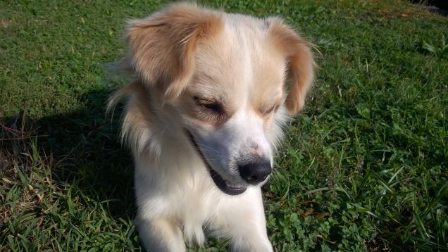 Rocky baciato dal sole :)