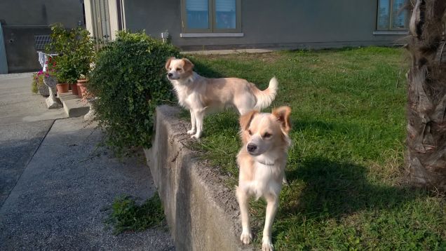 Sempre sugli attenti