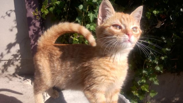 Fiero e spensierato sopra ad un vaso