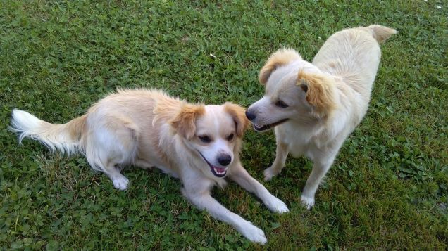 Sempre a ridacchiare 