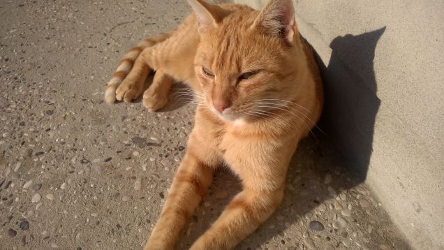 il sole bacia i belli