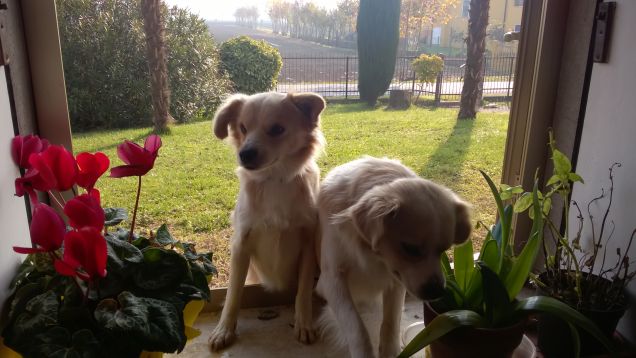 Ad annusare il profumino che usciva dalla cucina :D