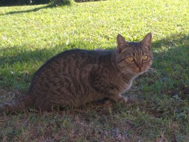 Nerone