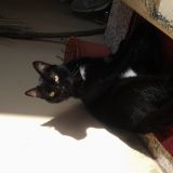 Elisa