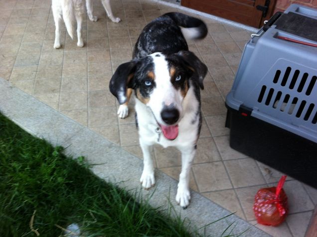 Axel, cane da Pet therapy