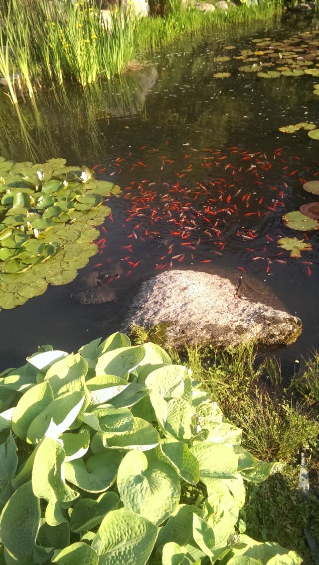 Questi pescetti ci rubano i gamberetti