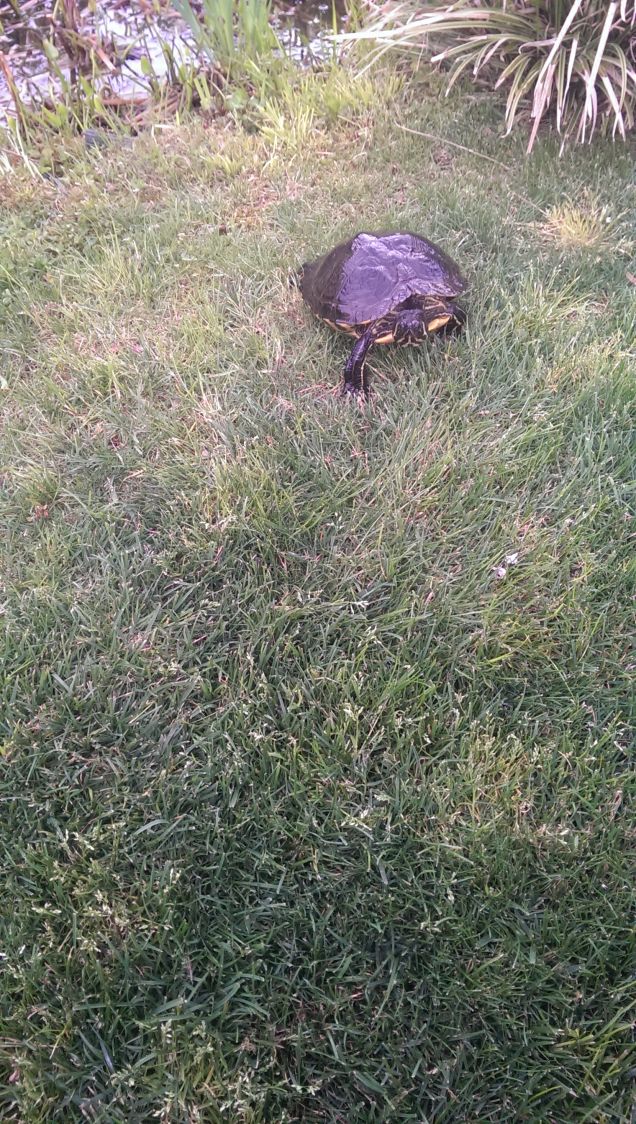 Facciamola una passeggiata