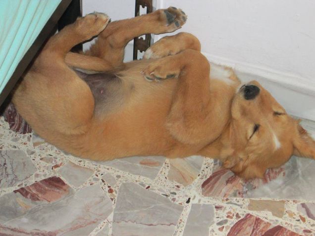 Instancabile gelosona