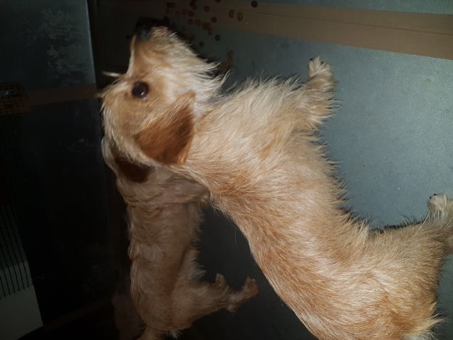 molto ubbidiente sale