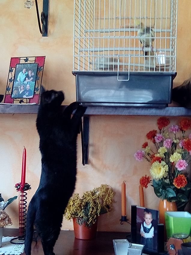 Attenta Chica qui comando io