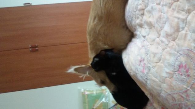 Dea il lettone e mio