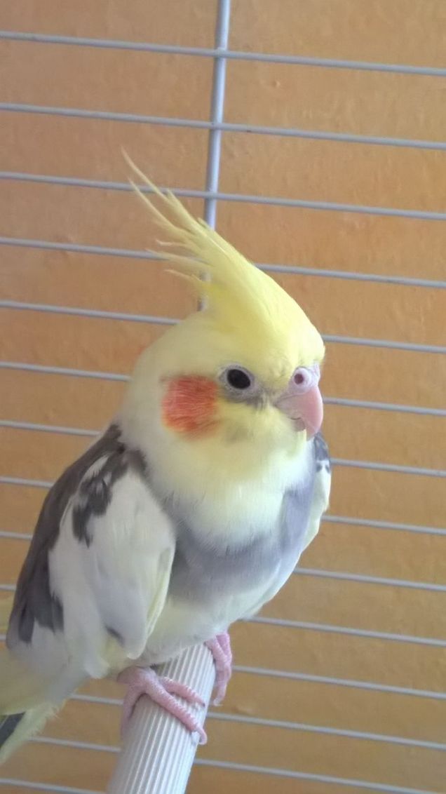 Il mio ciuffo ribelle