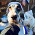 Ambrogio, setter inglese