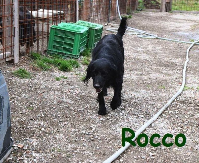 Rocco, flat coated retriever
