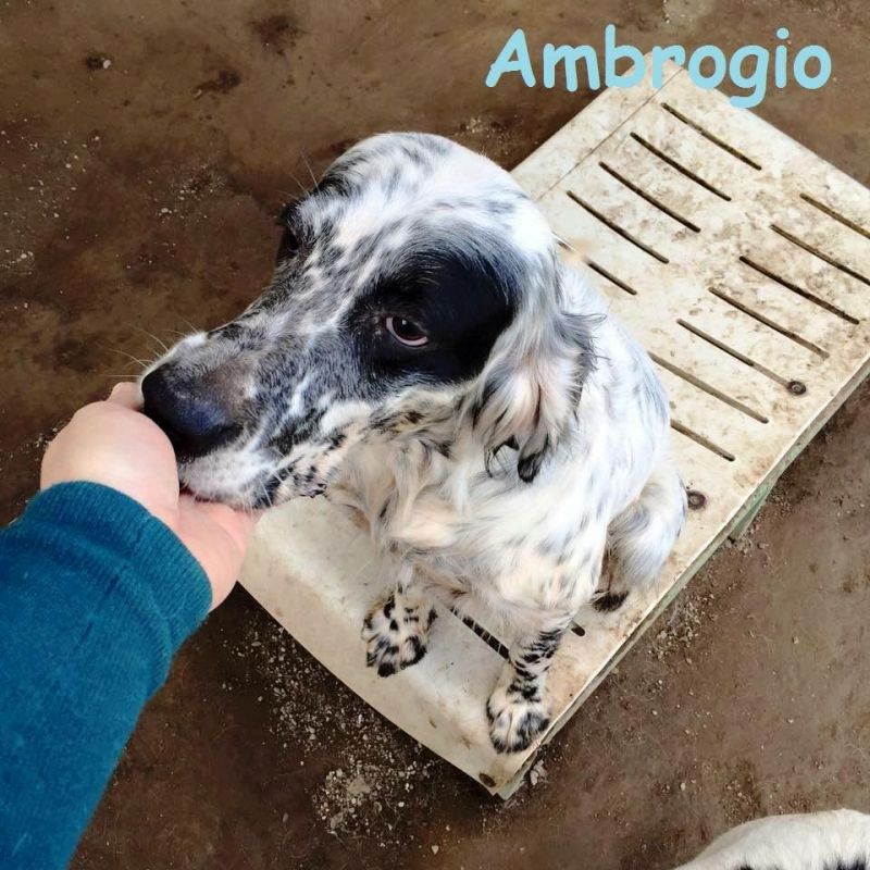 Ambrogio, setter inglese