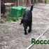 ROCCO, FLAT COATED RETRIEVER