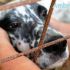 AMBROGIO, SETTER INGLESE