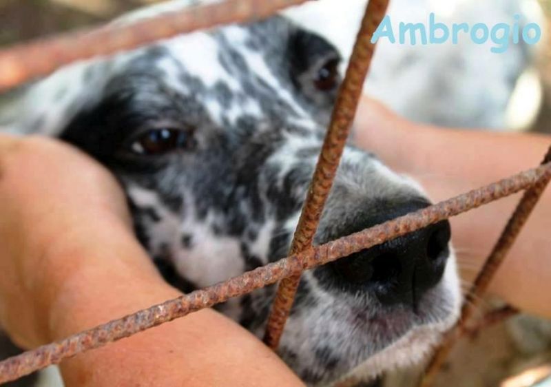 AMBROGIO, SETTER INGLESE