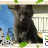 I miei amori a 4 zampe