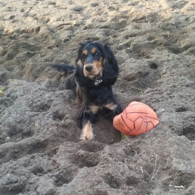 Brenda e la caccia alla palla