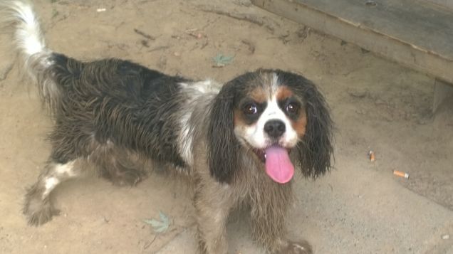 Zingarello Petpassion