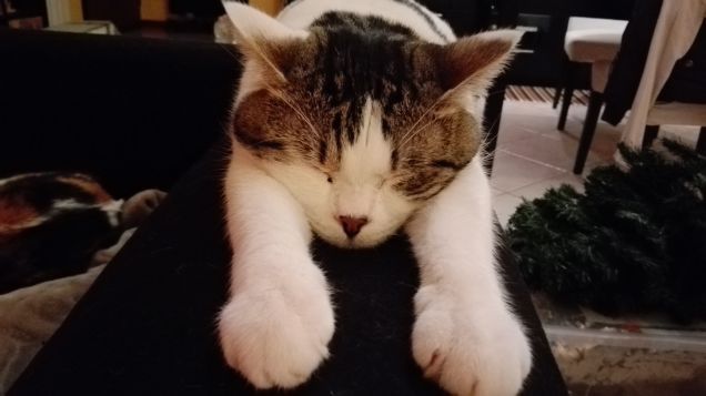 Sono un gatto stanco