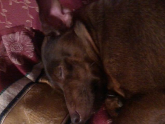 buona notte fiorellino 